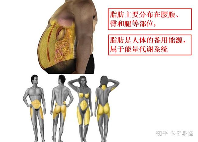 1,肌肉和脂肪究竟有什么不同?