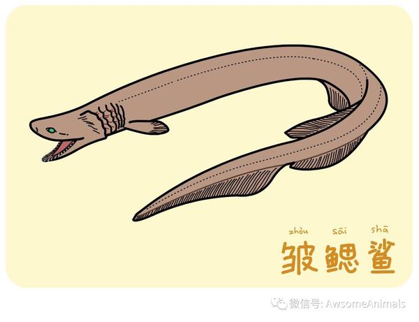 阅读时间约3分钟 皱鳃鲨 zhòu sāi shā 英文名:frilled shark 学名