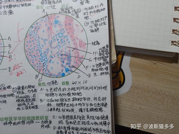 兽医病理解剖学组织切片红蓝铅画图展示