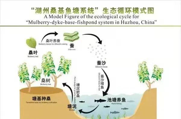 生物多样性专栏丨湖州南浔桑基鱼塘助力生态循环发展