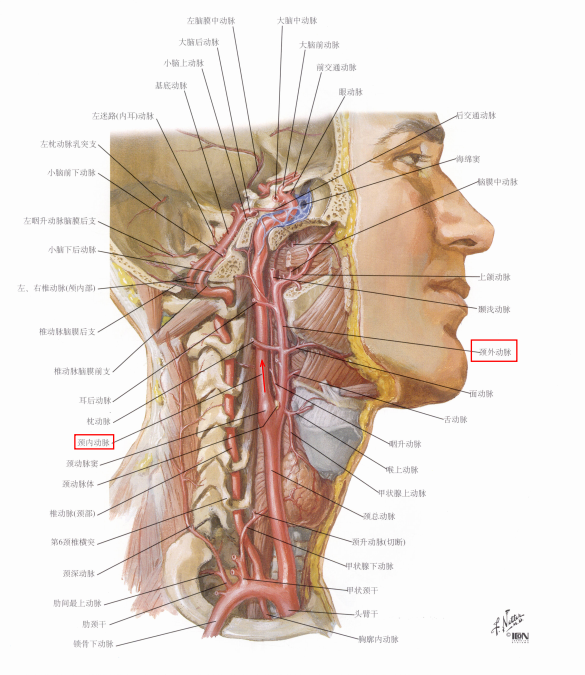 简单易掌握的tia 颈内,椎-基底动脉解剖