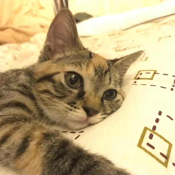 中华田园猫的颜值有多高?