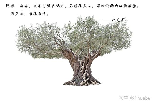 谢谢你们,阿瓒,冉冉,你们让我看到了最柔软的内心.——《白色橄榄树》