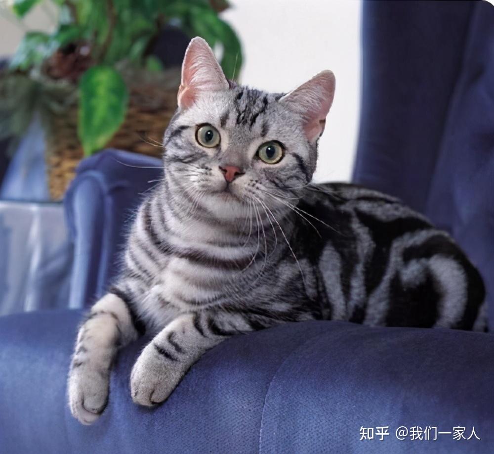 是什么让你放弃养美短猫凭这5点都不敢养第二次