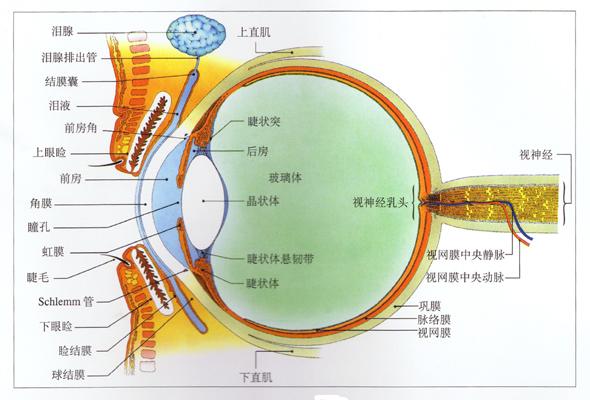 透明的,形成黑棕色的主要来源,是角膜后面虹膜的颜色;白的是结膜部分