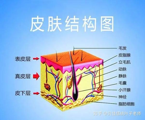 是分布于表层皮肤中的迈斯纳触觉小体和皮肤深层的巴西尼环层小体