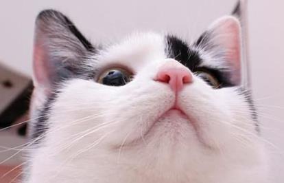 猫咪其实也会感冒,猫咪如果出现这四个症状!就要小心了