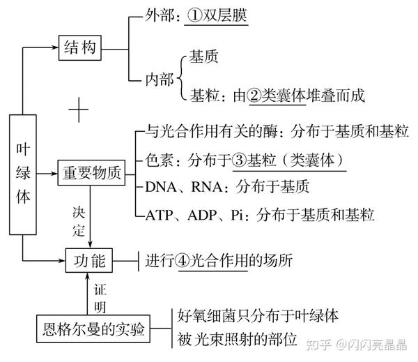 21,叶绿体是植物光合作用的结构基础