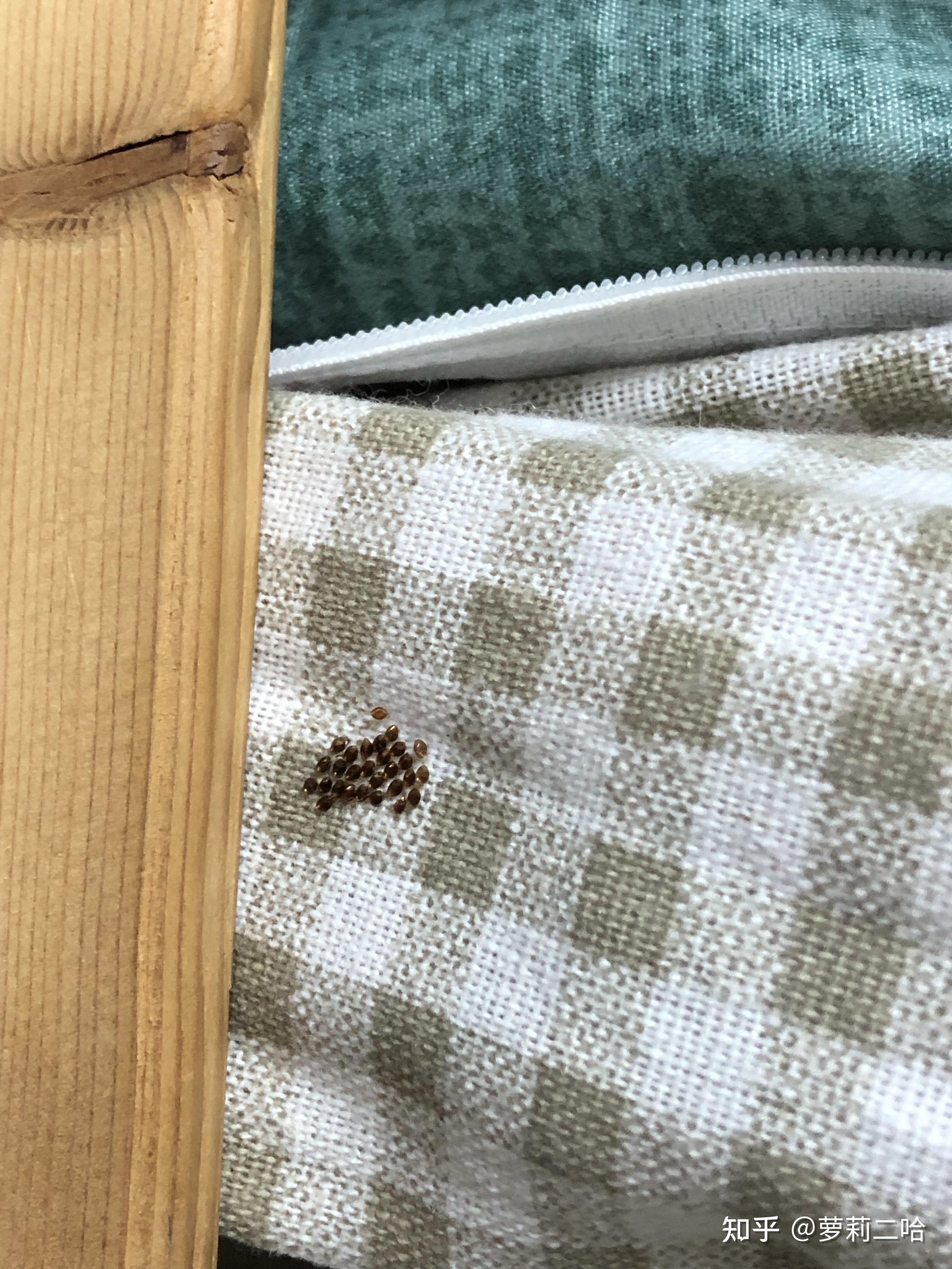 床上发现了非常小的虫卵样的东西,这到底是什么呀 知乎