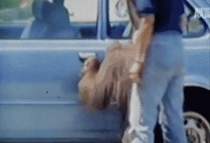 与人类交谈的大猩猩 | 闲聊