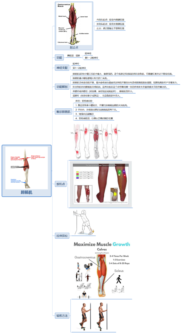 解剖课堂—— 腓肠肌