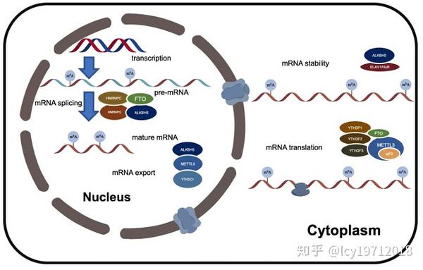 真核生物mrna的加工修饰与转录调控(二)