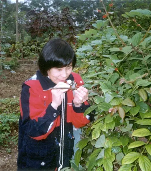 1997年庄文颖在广西热带地区进行野外真菌标本采集.微生物所供图