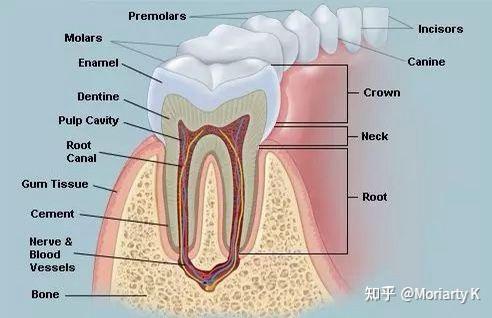 用作dna检验的牙髓组织外层都有坚硬的牙釉质或牙骨质包裹,能抵御
