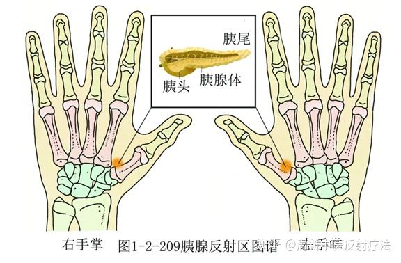 用示指指间关节顶点施力,由足趾向足跟反向按摩,也可以用拇指指腹推