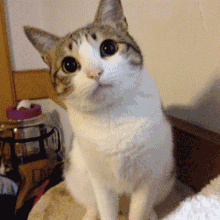 壁纸 动物 猫 猫咪 小猫 桌面 220_220 gif 动态图 动图