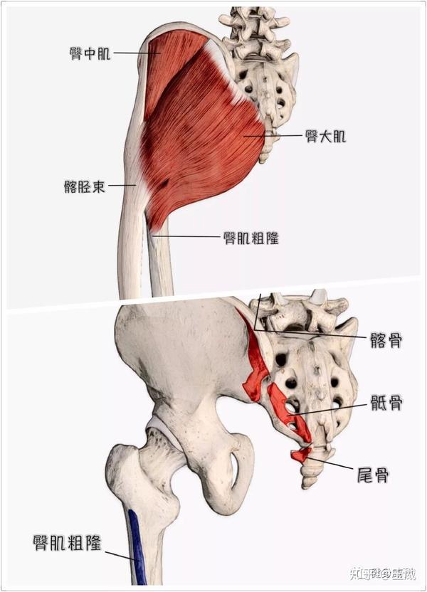 臀大肌解剖图