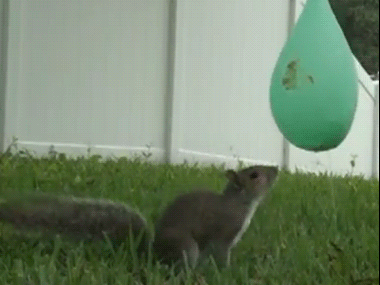 松鼠的身手vs人类的智商?蠢萌吃货被机械智慧碾压