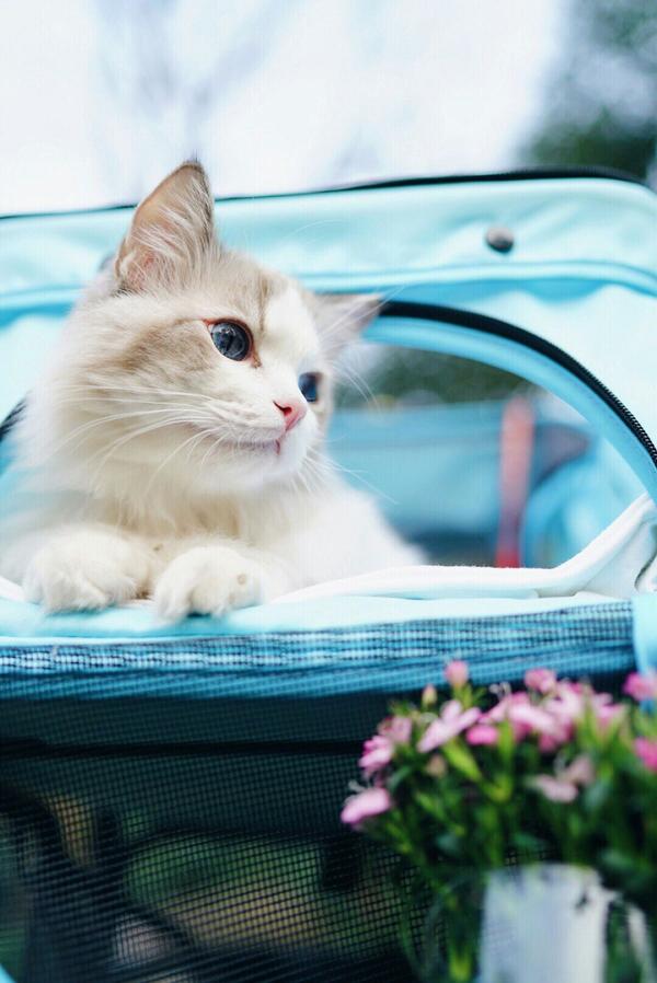 有哪些好看的猫咪壁纸或头像?