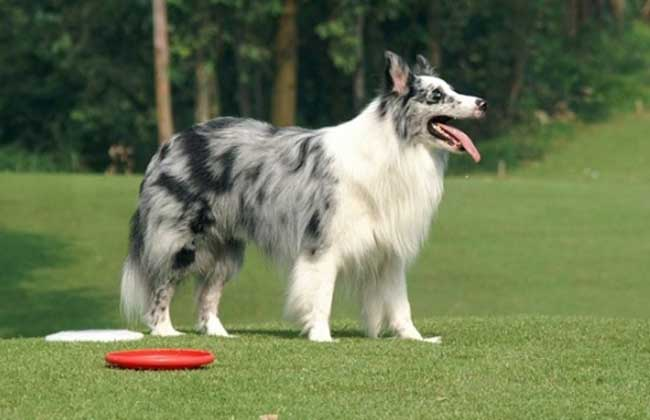 "牧羊犬"是人们赋予专职放牧类犬的一个总称,不是一个单独品种,家族