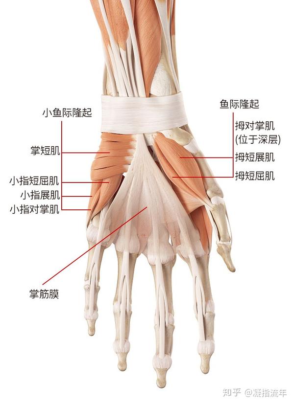 它们只有肌腱位于手部.所以我们要把前臂和手的肌肉放在一篇里来介绍.