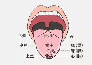 看舌识病技巧 ,一分钟看图学会老中医的舌诊诀窍,在家