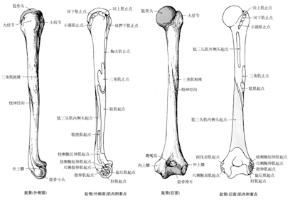 前面内侧有冠突窝,外侧称桡窝;下方内侧称肱骨滑车,外侧称肱骨小头