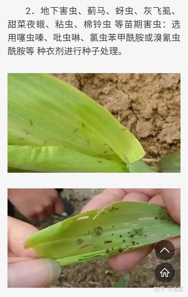 玉米常见病,虫高清图谱