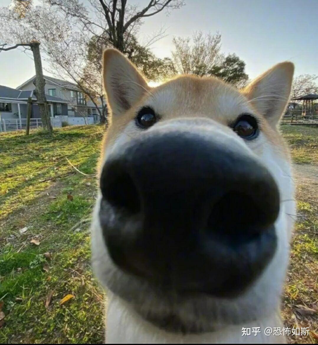 知乎卡通形象是狗的证据doge