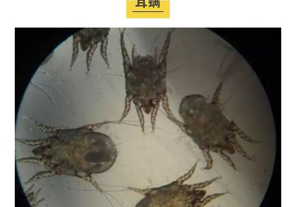 再不驱虫汪就病了汪星人常见的寄生虫有哪些