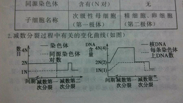 染色体数目减半发生在减1末期,同源染色体分开平均进入两个子细胞中