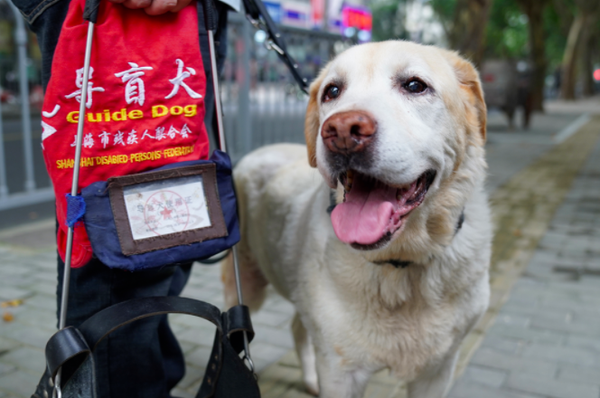 小佩上海导盲犬退役4年找领养后续感谢好心人领养