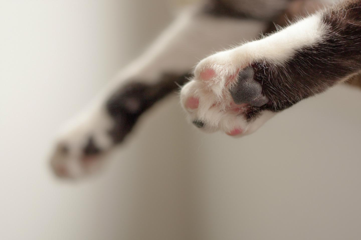 猫咪什么时候会把爪子伸出来?「科瑞卡科普」