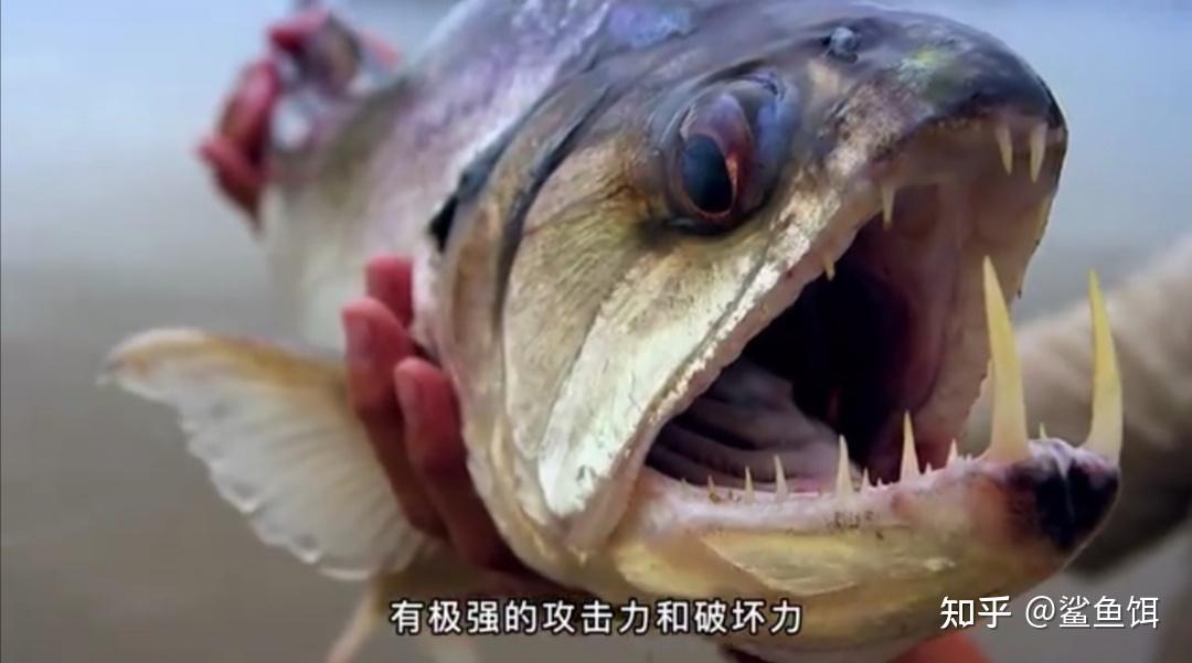 似鲭水狼牙鱼(payara fish)