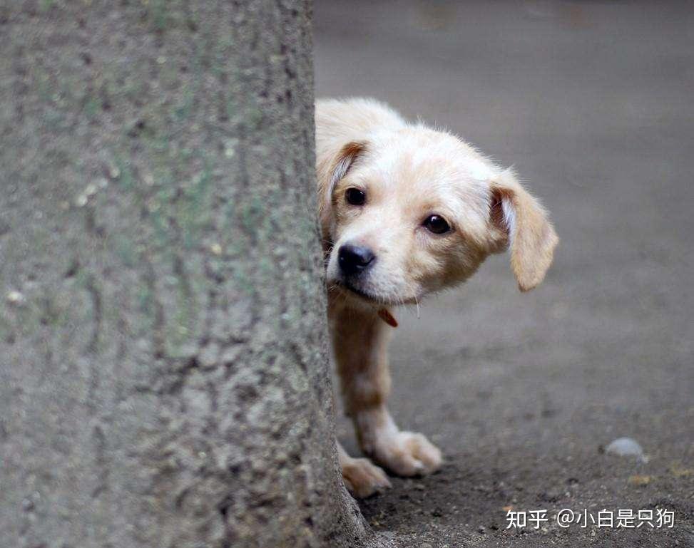 为什么养狗人会遭人嫌弃原因离不开这几个