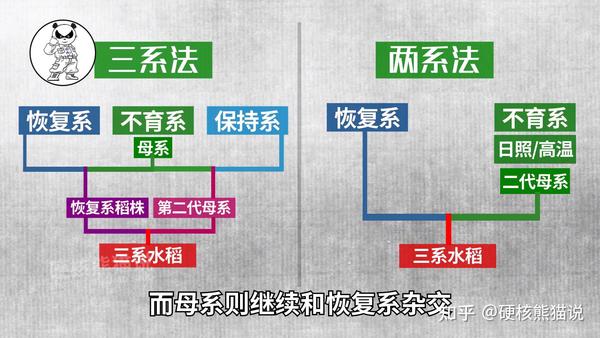 两系法与三系法杂交水稻培育的区别