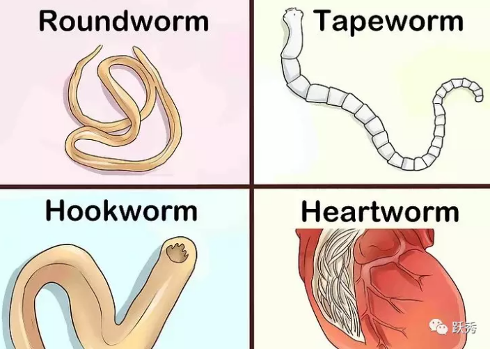 如何辨别狗狗体内不同种类的寄生虫