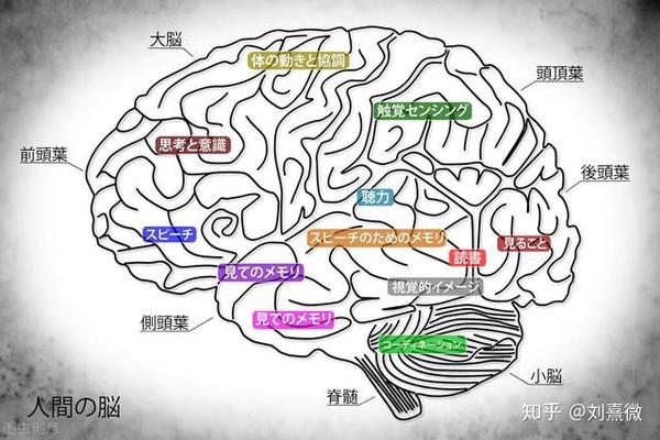 生理活动的生理基础之神经系统心理咨询师学了什么6
