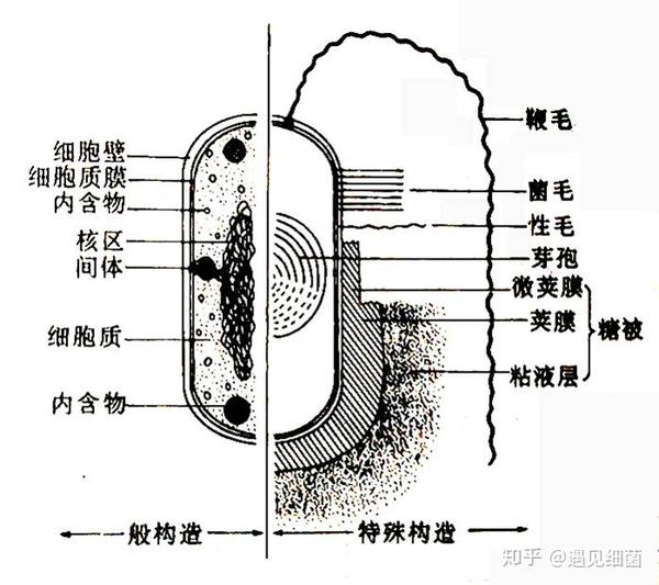 细菌的结构模式图