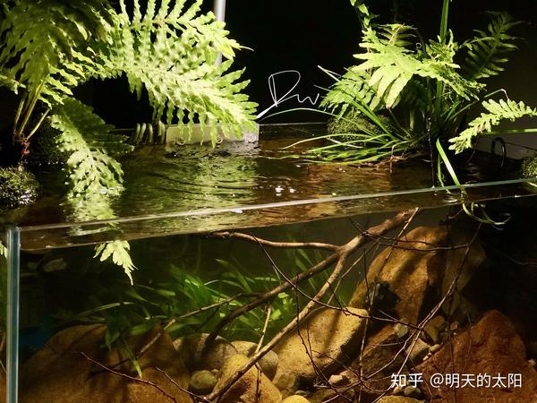 溪流缸原生缸乌龟缸深水龟缸造景