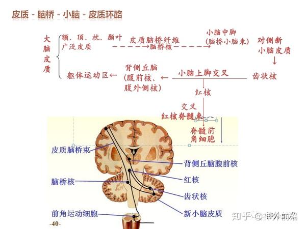 解剖课件| 基底节-内囊-丘脑解剖