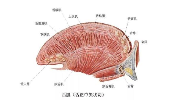 舌头并不会疲劳",因为舌部肌肉中有很多冗余结构,你只需要激活不同的