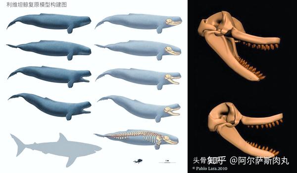 其次,尖喙鲸颅骨两侧的颞窝(temporal fossa)相比其近亲颧突抹香鲸与