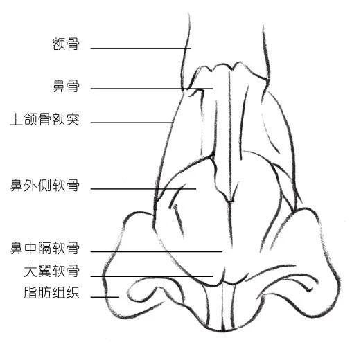 鼻梁以下则是软骨部分,是绘画时需重点表现的对象,由于外表被脂肪和