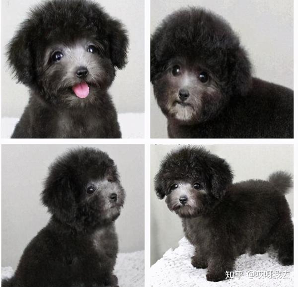 我们都知道,泰迪犬毛发的颜色有很多,其中灰色的价格是比较贵的,也是