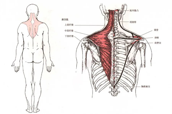 第3版 斜方肌 部位:在项部和背上部皮下,一侧成三角形,两侧相合成斜