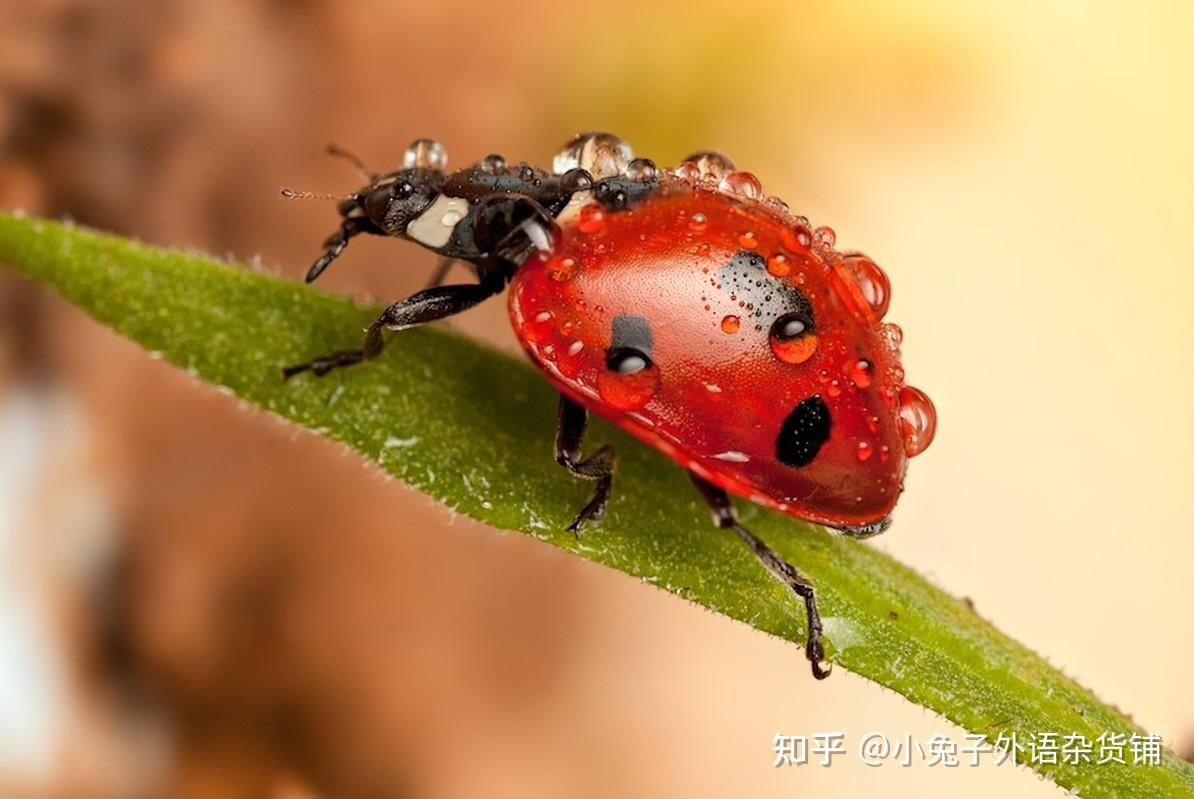 英式叫法:ladybird美式叫法:ladybug大家先要区分一下:大家都有这样的