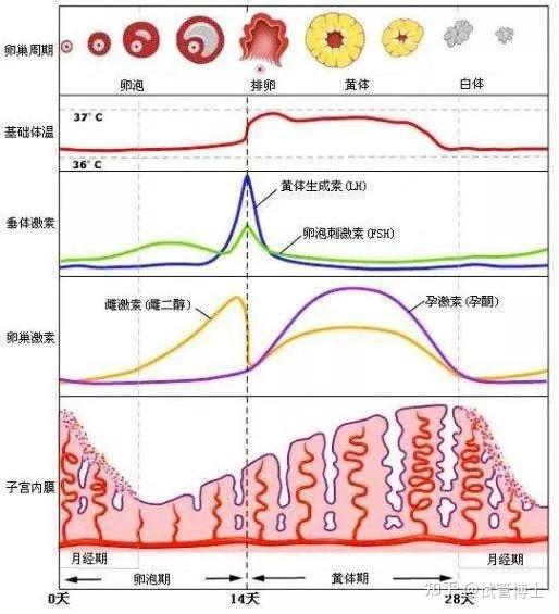 孕期必备检查性激素六项