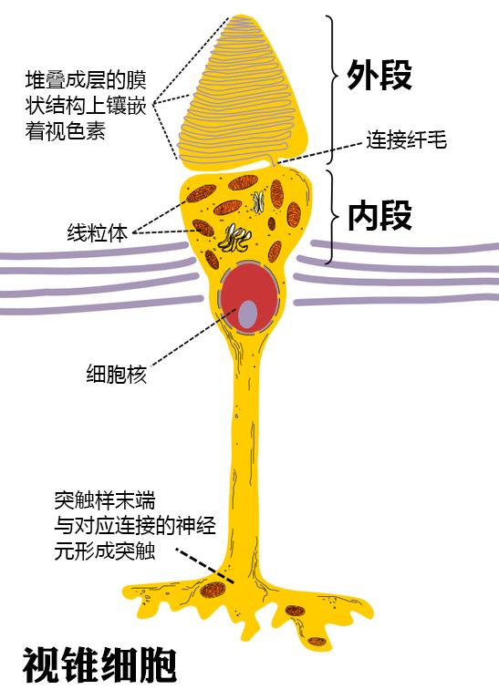 在我们的 视网膜上有两种光感受器细胞