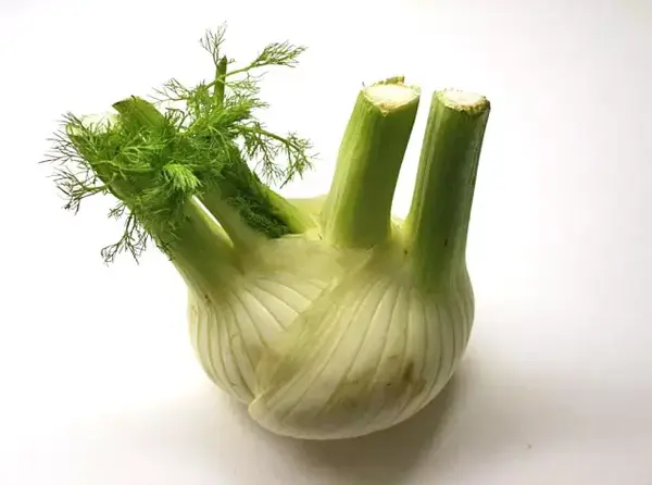 球茎茴香(fenchel)